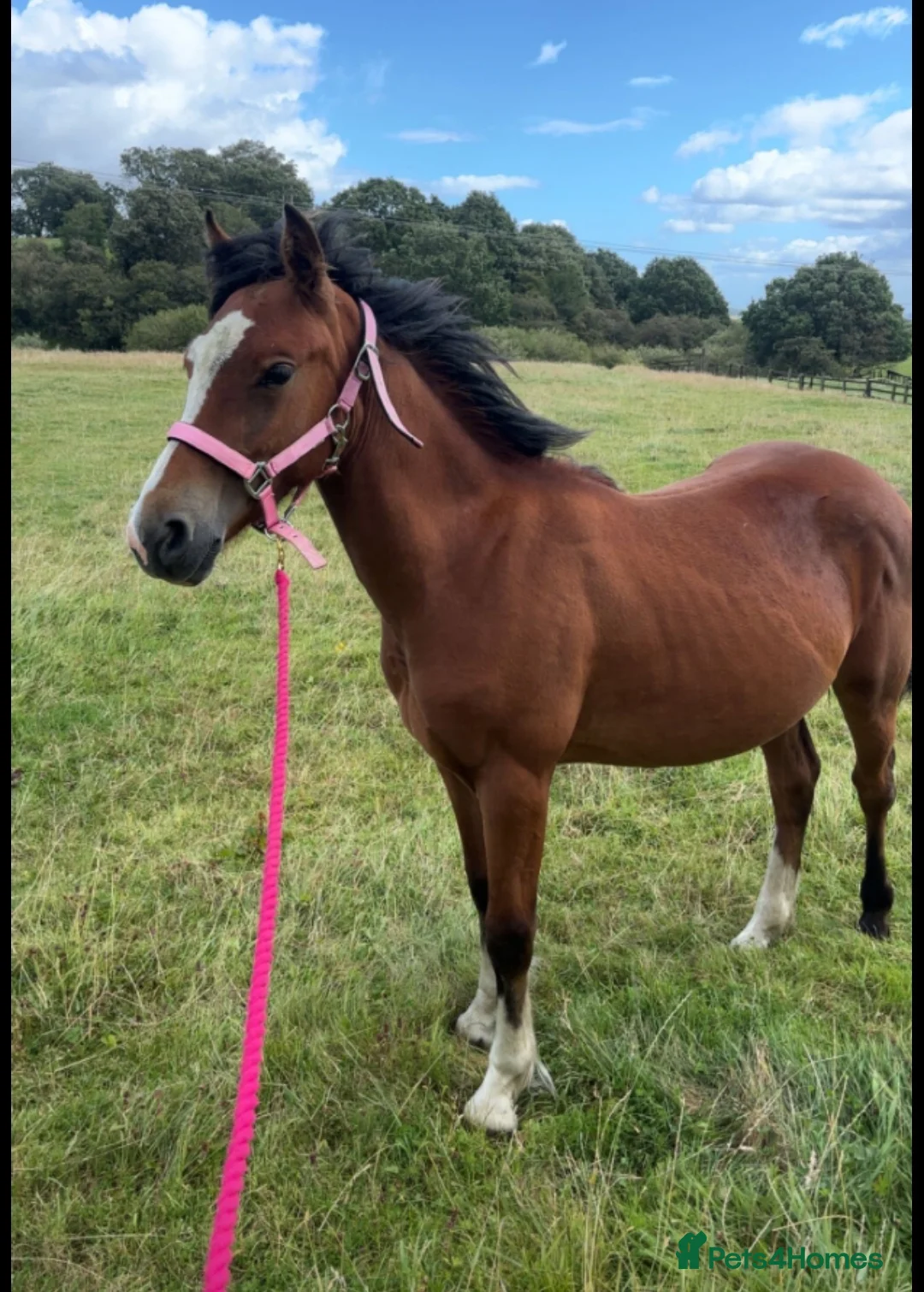 Welsh Section C horses for sale: Registered Welsh Sec c  in Bonnybridge - Advert 2