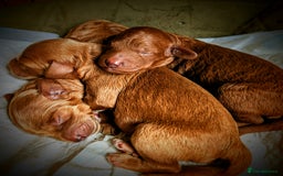 Goldendoodle dogs for sale: F1b Miniature Goldendoodles - Image 5