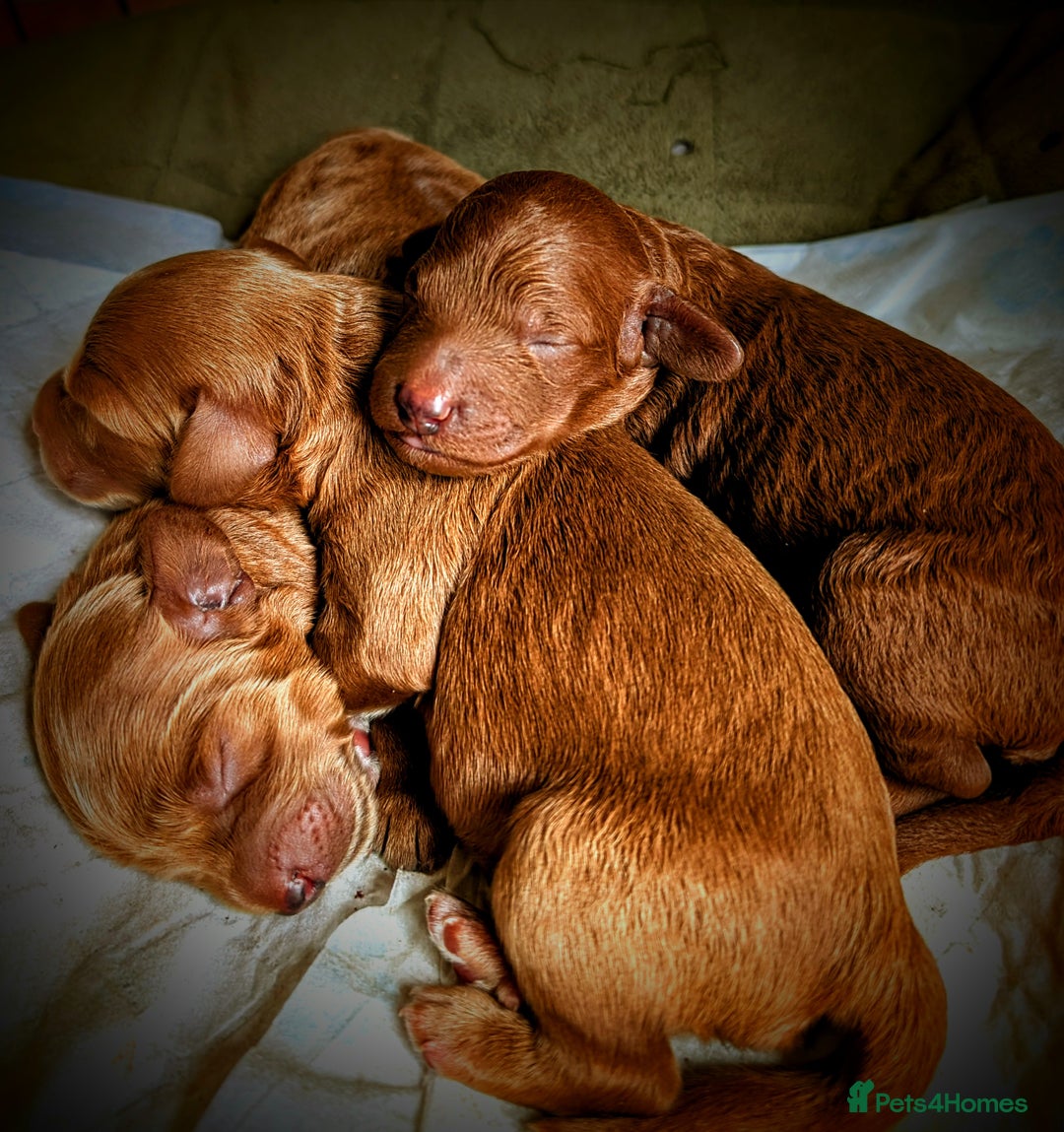 Goldendoodle dogs for sale: F1b Miniature Goldendoodles - Image 5