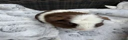 Guinea Pig rodents for sale: Baby guinea pigs - Advert 5