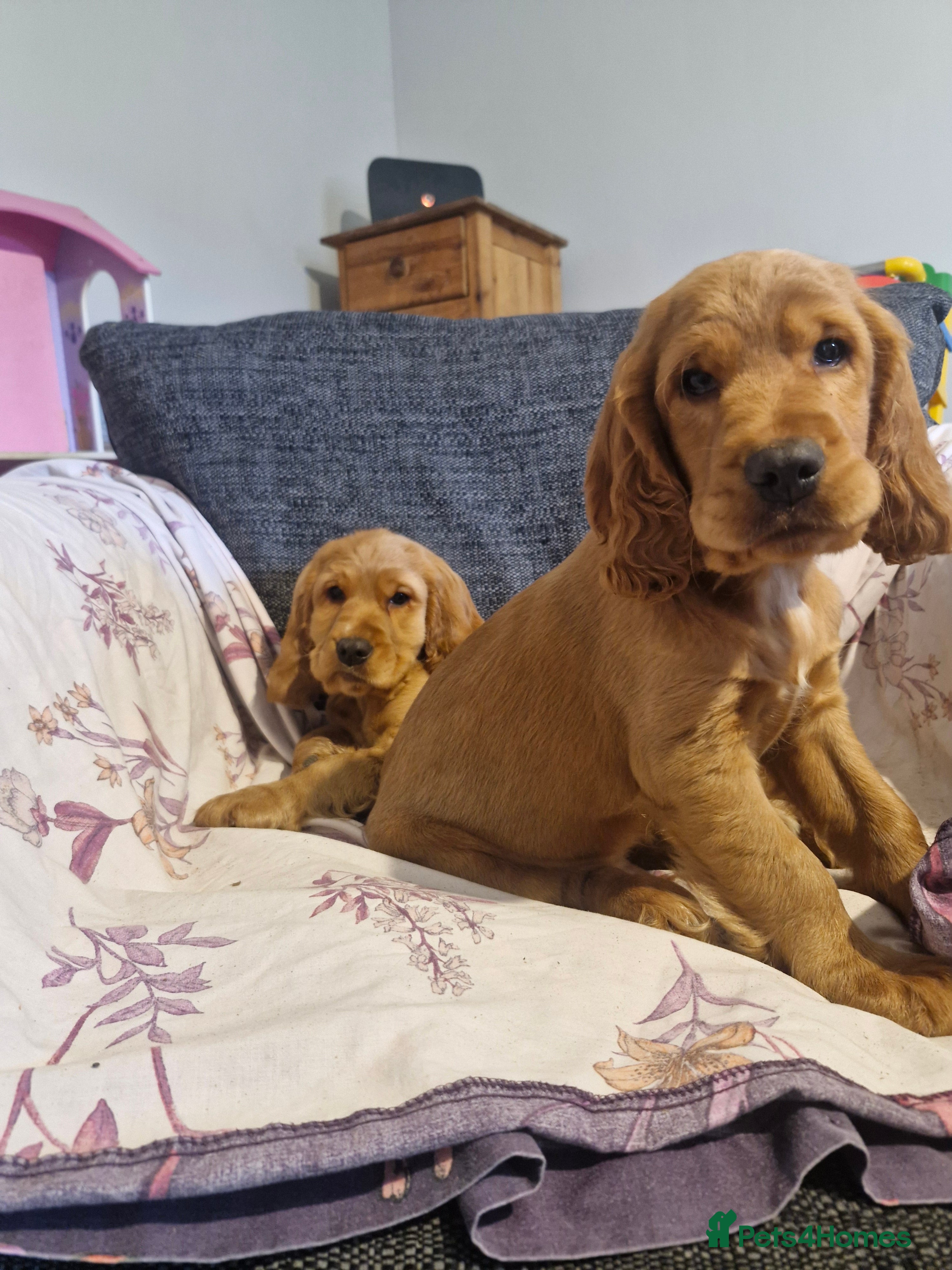 Cocker Spaniel dogs Show Type Cocker Spaniel Puppies - Advert 3
