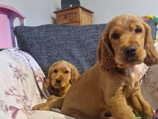 Cocker Spaniel dogs Show Type Cocker Spaniel Puppies - Advert 3