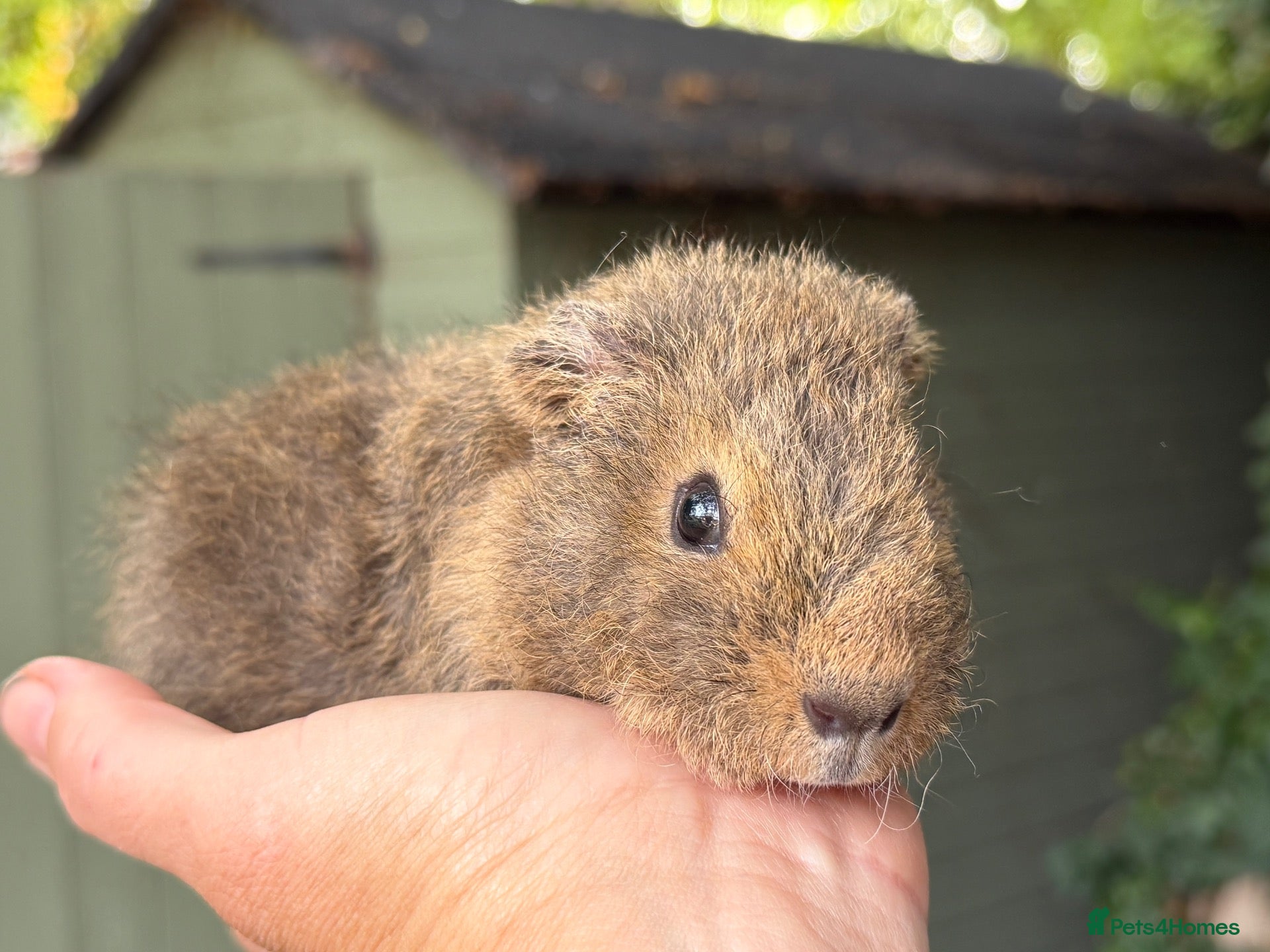 Guinea Pig rodents Male guinea pigs - Advert 1