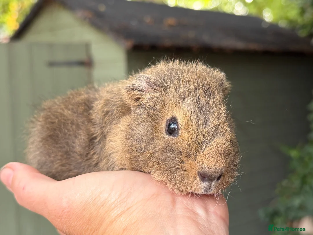 Guinea Pig rodents for sale: Male guinea pigs - Advert 1