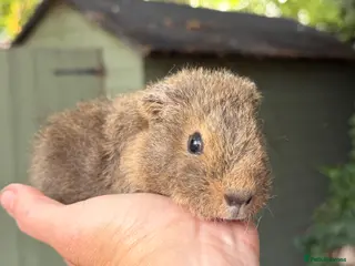 Guinea Pig rodents Male guinea pigs - Advert 1