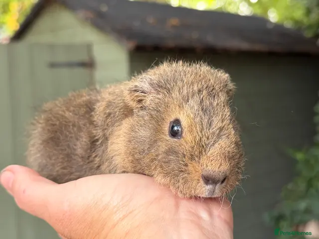 Guinea Pig rodents Male guinea pigs - Advert 1