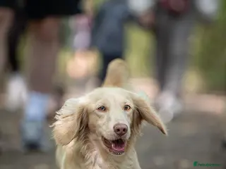 Miniature Dachshund dogs KC Crème Brûlée 🥮🤏 - Advert 4