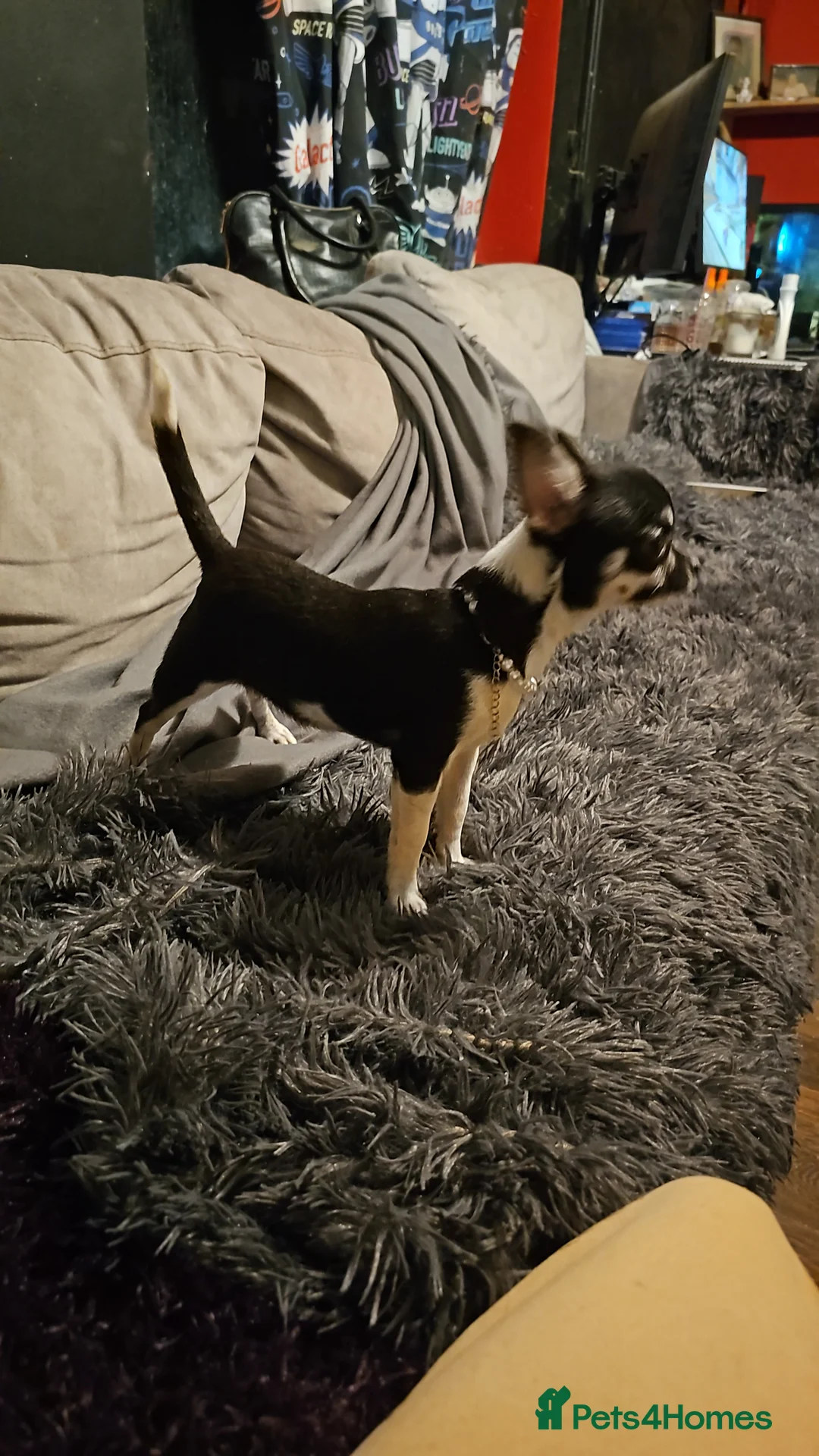 Chihuahua dogs for stud: Kc reg Lilac short coat for stud  in Bedford - Advert 12