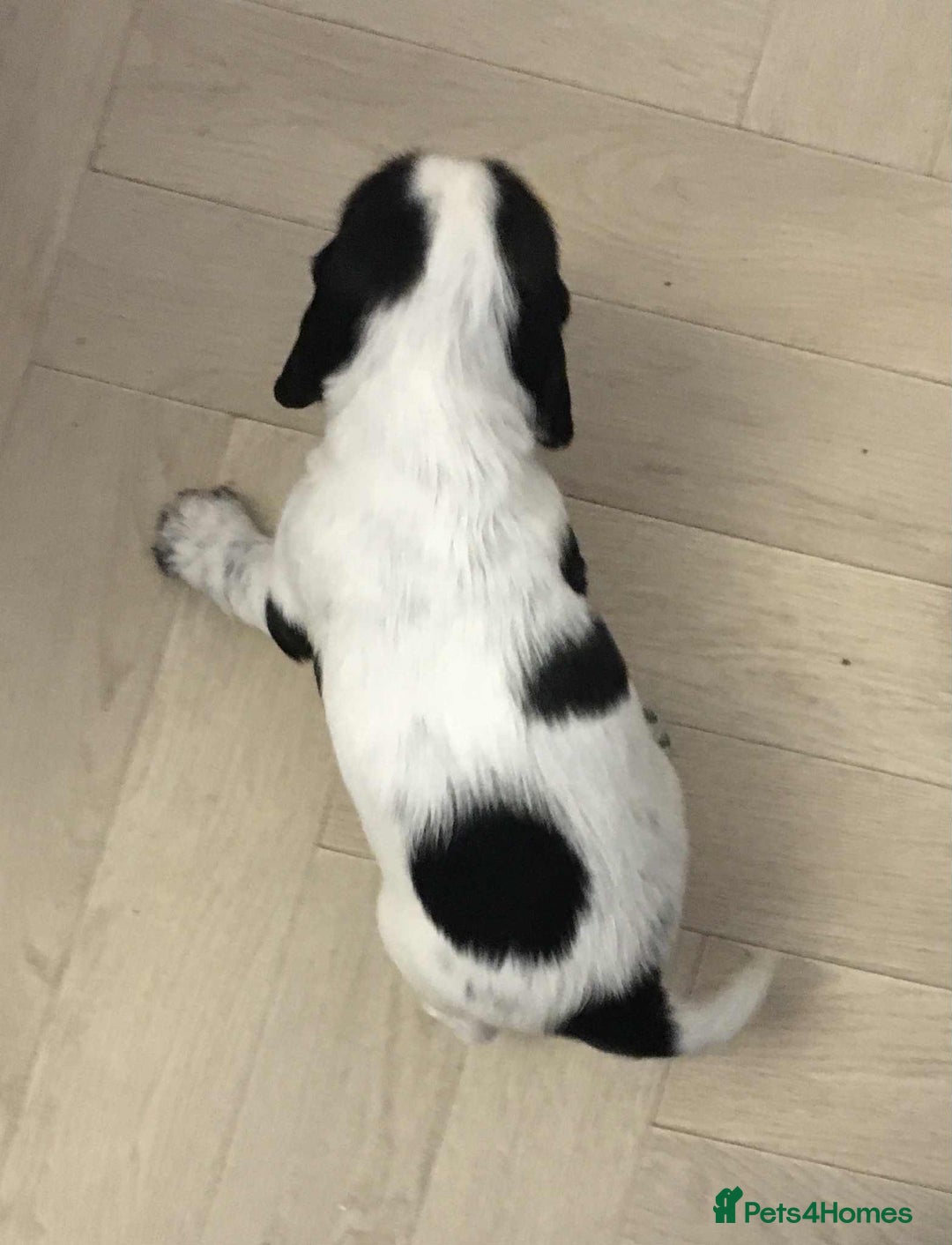 Sprocker dogs for sale: Adorable F1 Sprocker Spaniel Babies.  - Advert 29