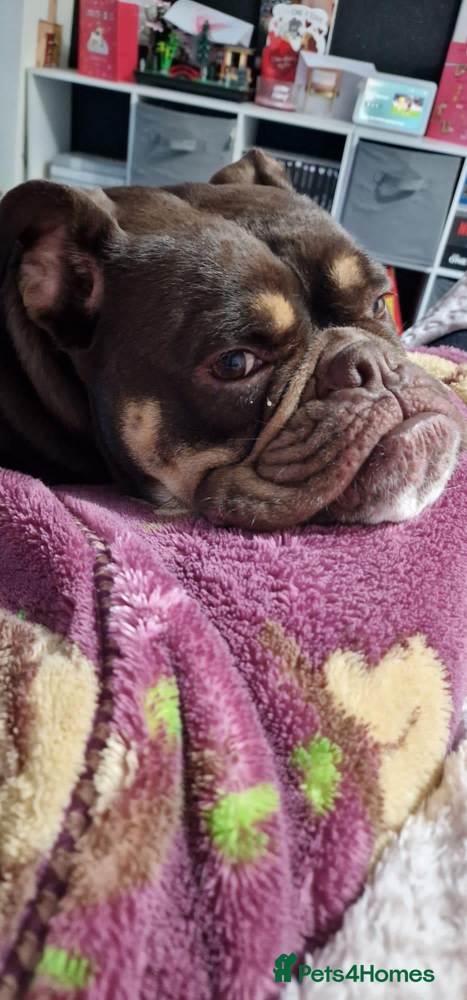 Olde English Bulldogge dogs Ralph needs a home ASAP - Advert 2