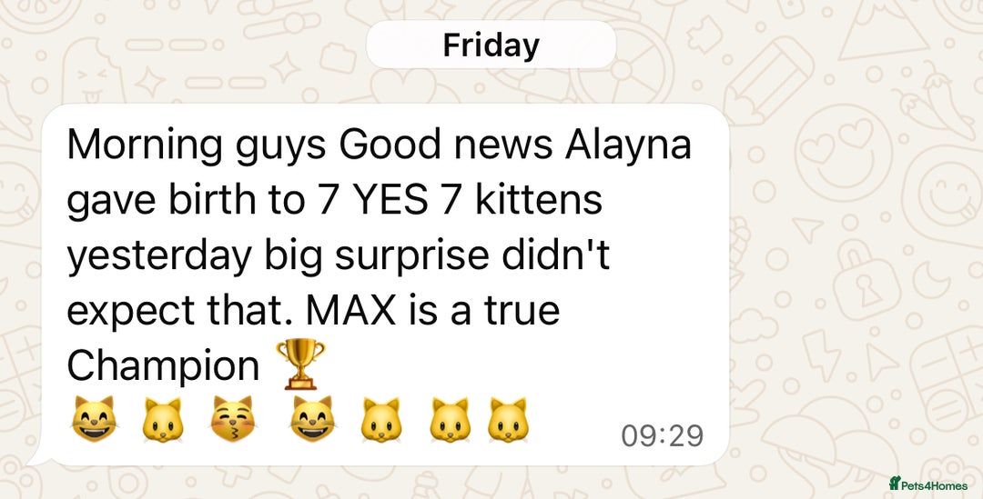 British Shorthair cats for stud: Superb quality, Proven Active Stud, blood B in Burton-on-Trent - Advert 10