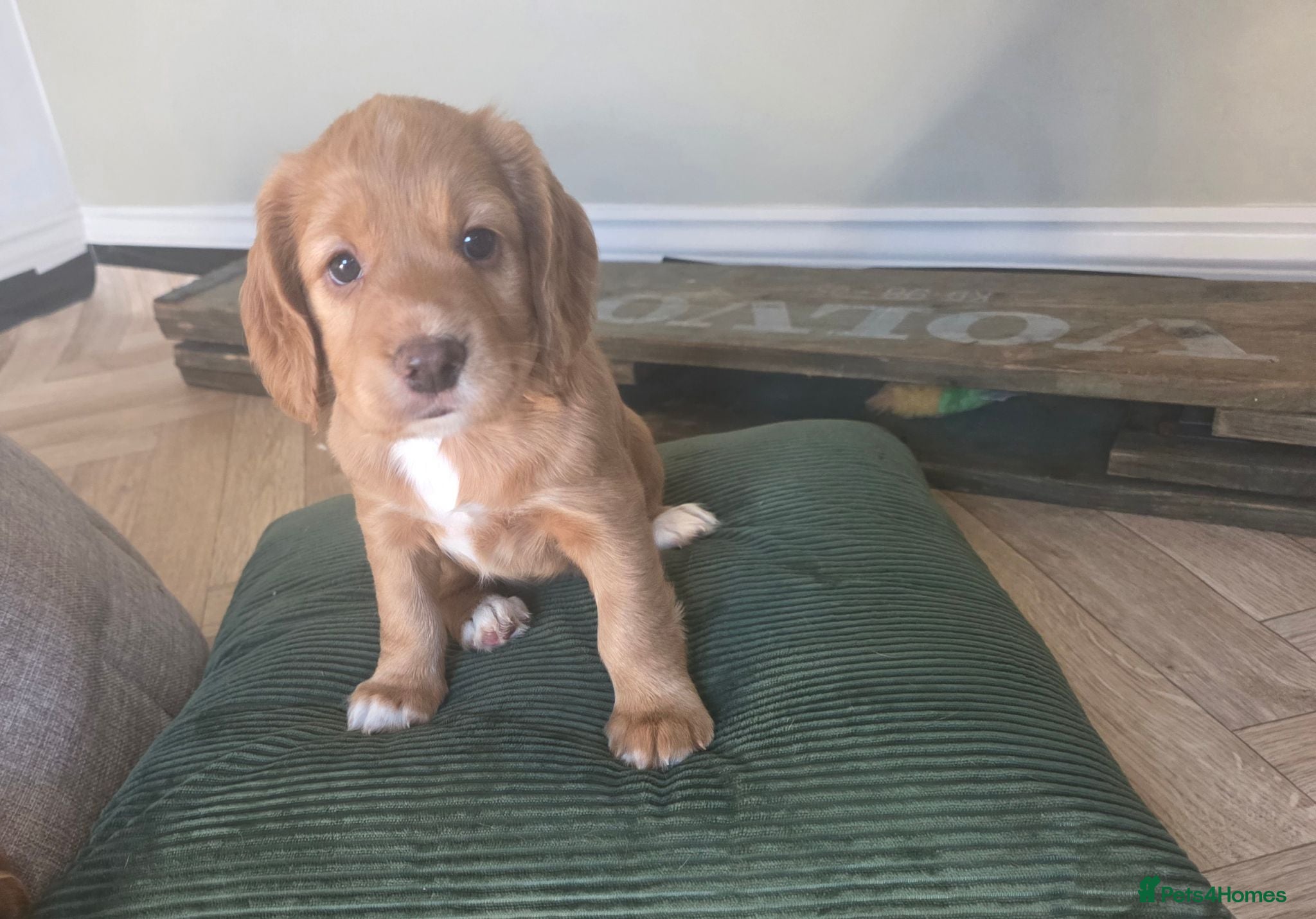 Cocker Spaniel dogs Working cocker spaniel puppies - Advert 11
