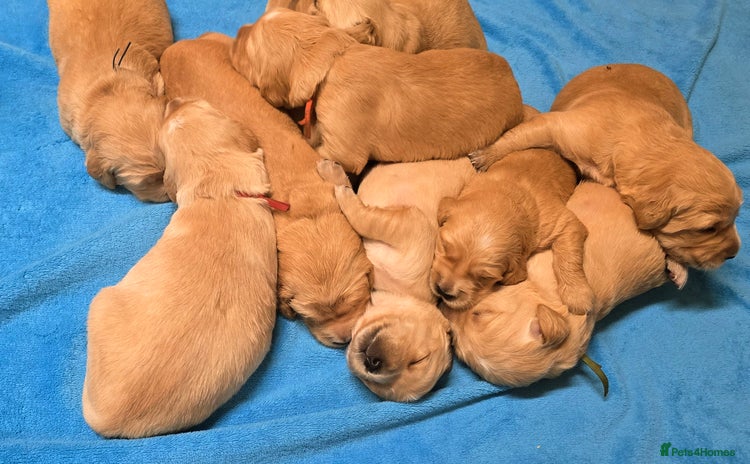 Golden Retriever dogs Fully health tested golden retriever puppys - Advert 5