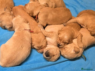 Golden Retriever dogs Fully health tested golden retriever puppys - Advert 13