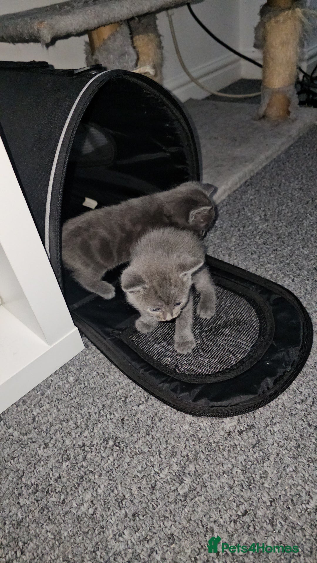Russian Blue cats for sale: Russian Blue Kittens – Hypoallergenic & Stunning - Image 7