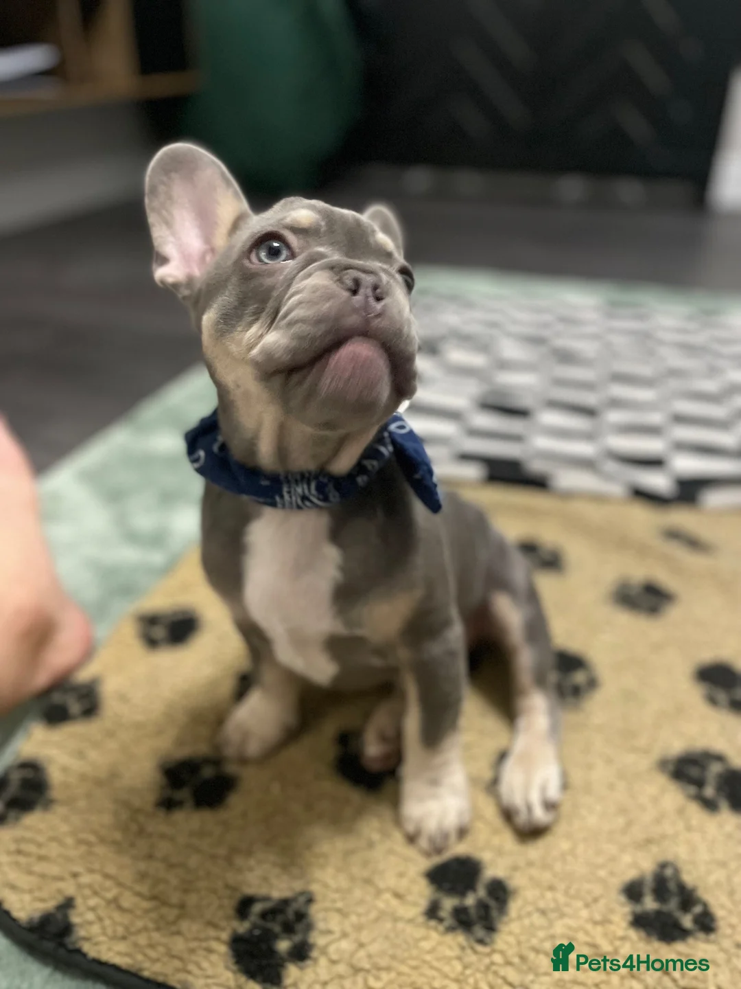 French Bulldog dogs for sale: 🐾 Beautiful French Bulldog Puppies 🐾 - Advert 2