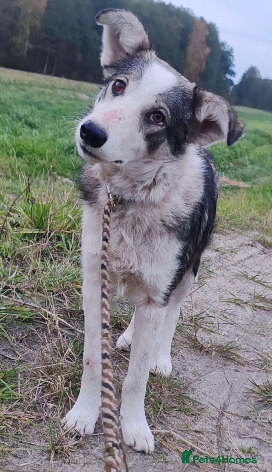 Border Collie dogs for adoption: DANNY – Border Collie (Male) - Advert 1