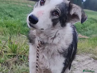 Border Collie dogs DANNY – Border Collie (Male) - Advert 15