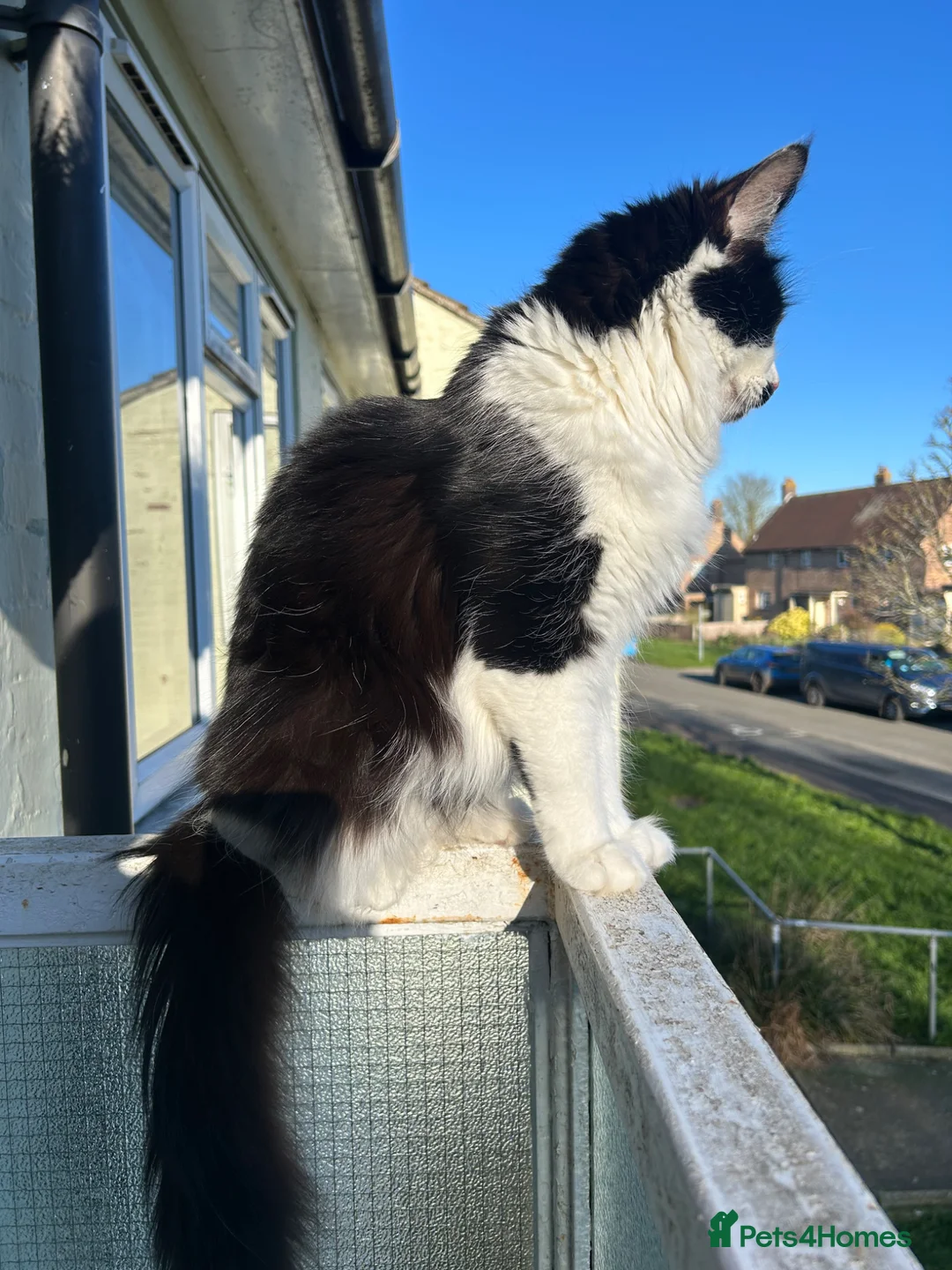 Mixed Breed cats for sale: Cute kittens looking for forever homes  in Sudbury - Advert 7