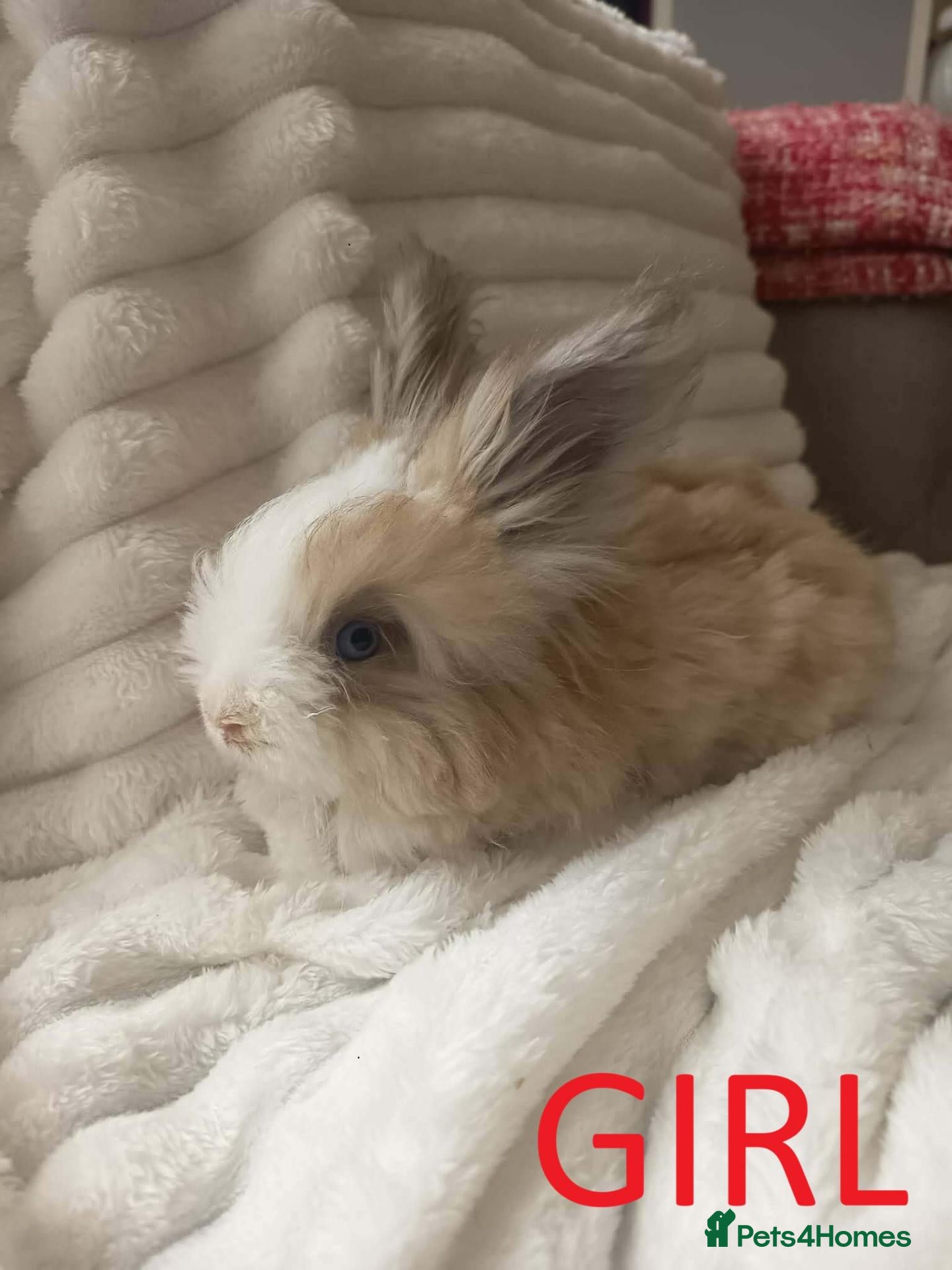 Angora rabbits English Full Face Angora Kits - Advert 1