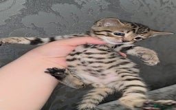 Bengal cats for sale: Bengal Cross Kittens - Image 10