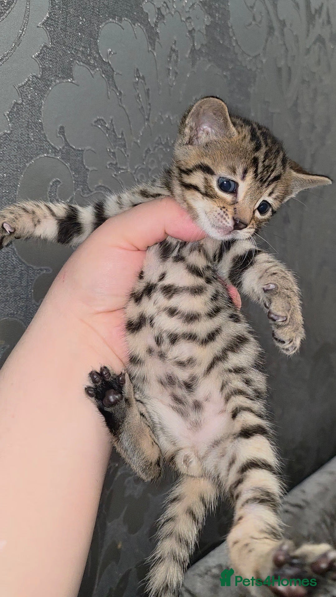 Bengal cats for sale: Bengal Cross Kittens - Image 10