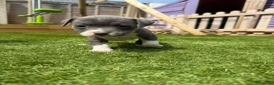 Staffordshire Bull Terrier Puppy 2