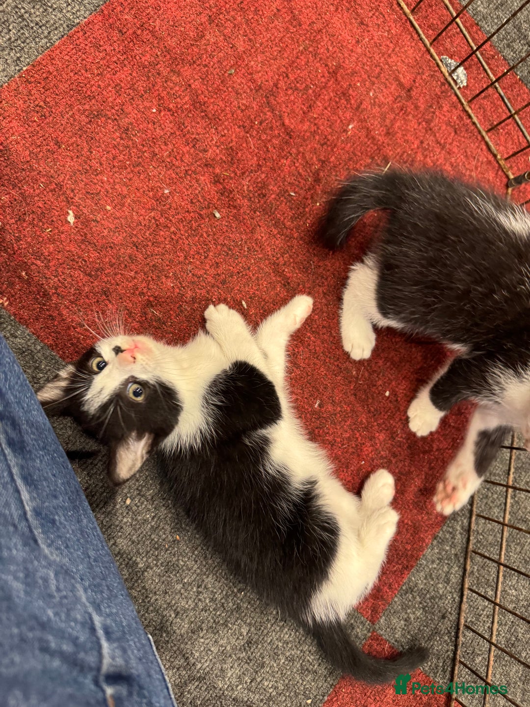 Mixed Breed cats for sale: 5 beautiful kittens ready for new homes - Image 8