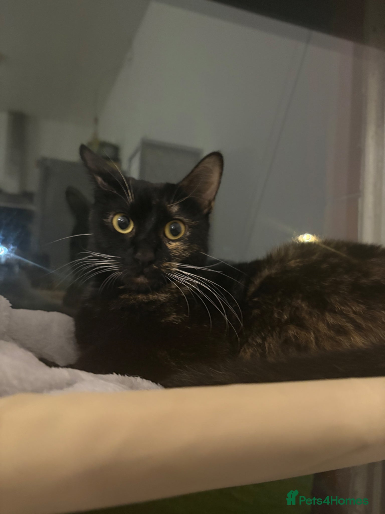 Mixed Breed cats IVA a 1 year old beautiful tortoise shelled baby - Advert 1