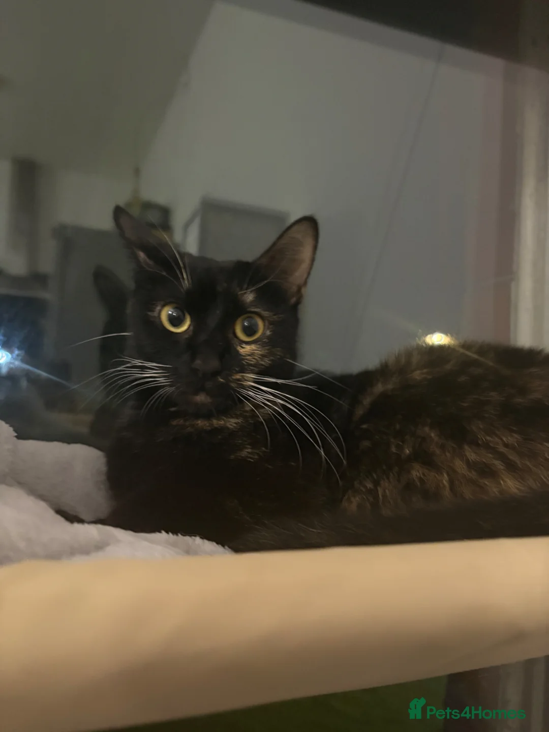 Mixed Breed cats for sale: IVA a 1 year old beautiful tortoise shelled baby - Advert 1