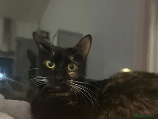 Mixed Breed cats IVA a 1 year old beautiful tortoise shelled baby - Advert 6