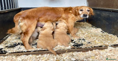 Golden Retriever dogs - Advert 9