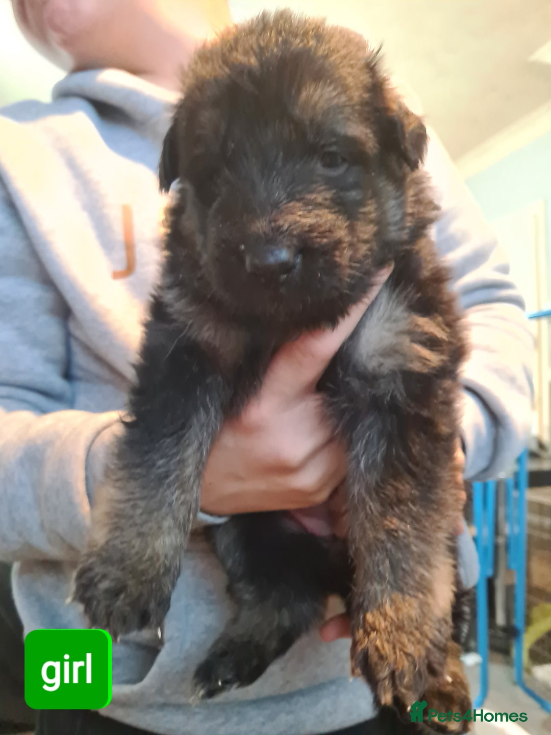 German Shepherd dogs for sale: German shepherd puppies - Advert 5