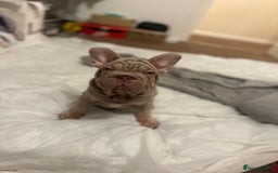 French Bulldog dogs for sale: Velvet big rope  new shade for French bulldog  - Image 5