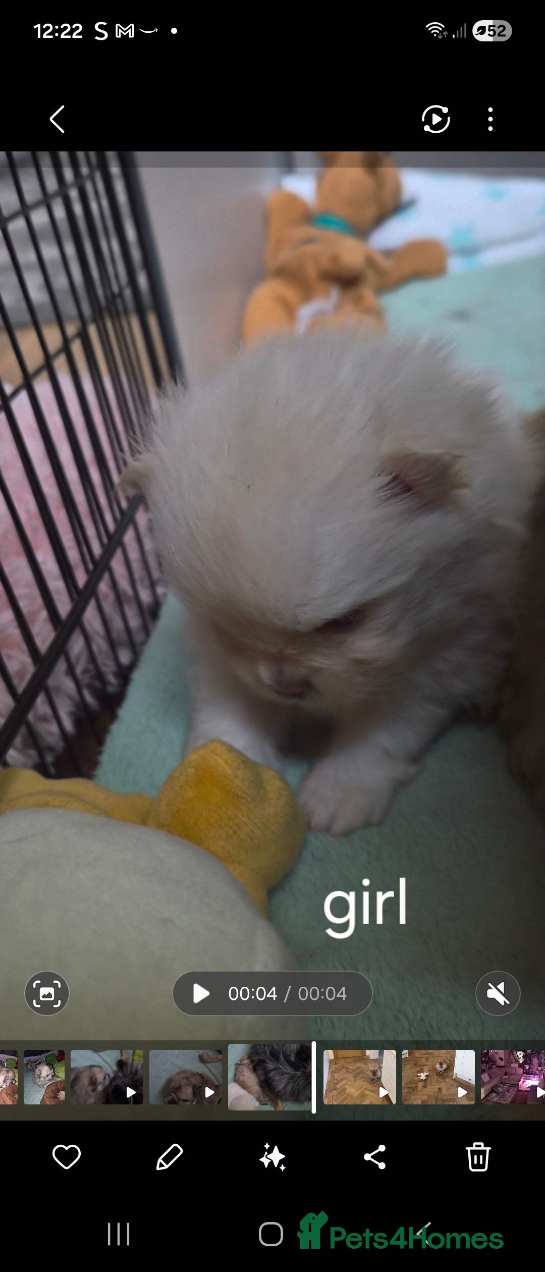 Pomeranian dogs for sale: Goergeos Pomeranian Puppy's💙❤️ - Advert 15