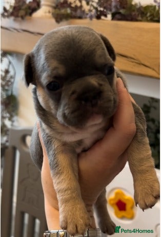 French Bulldog Puppy 2