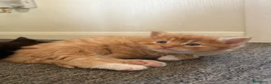 Mixed Breed Kitten 1