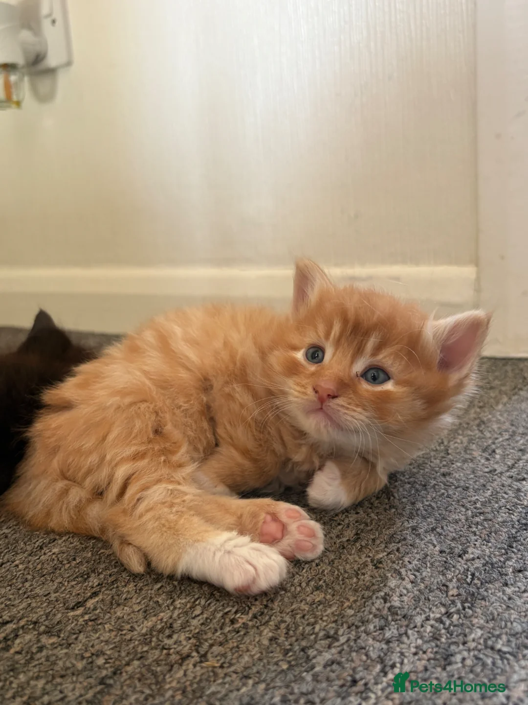 Mixed Breed cats for sale: Mixed Maine Coon fur babies  - Advert 9