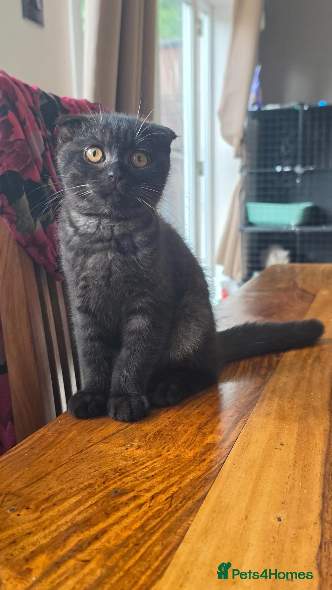 Scottish Fold cats for sale: Scottish Fold Kittens  - Advert 1