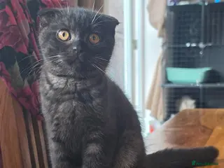 Scottish Fold cats Scottish Fold Kittens - Advert 1