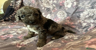 Australian Labradoodle dogs - Advert 10