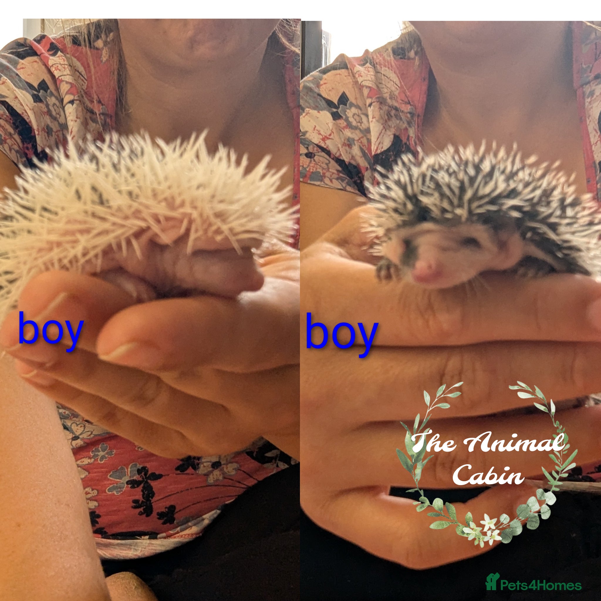 Pygmy Hedgehog rodents Baby African Pygmy Hedgehogs. Really friendly! - Advert 1