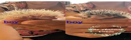 Pygmy Hedgehog rodents for sale: Baby African Pygmy Hoglets and online tutorial - Advert 1