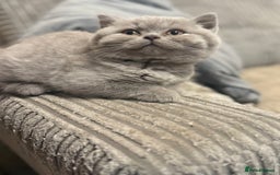 British Shorthair cats for sale: Beautiful British shorthair champion bloodlines - Image 18