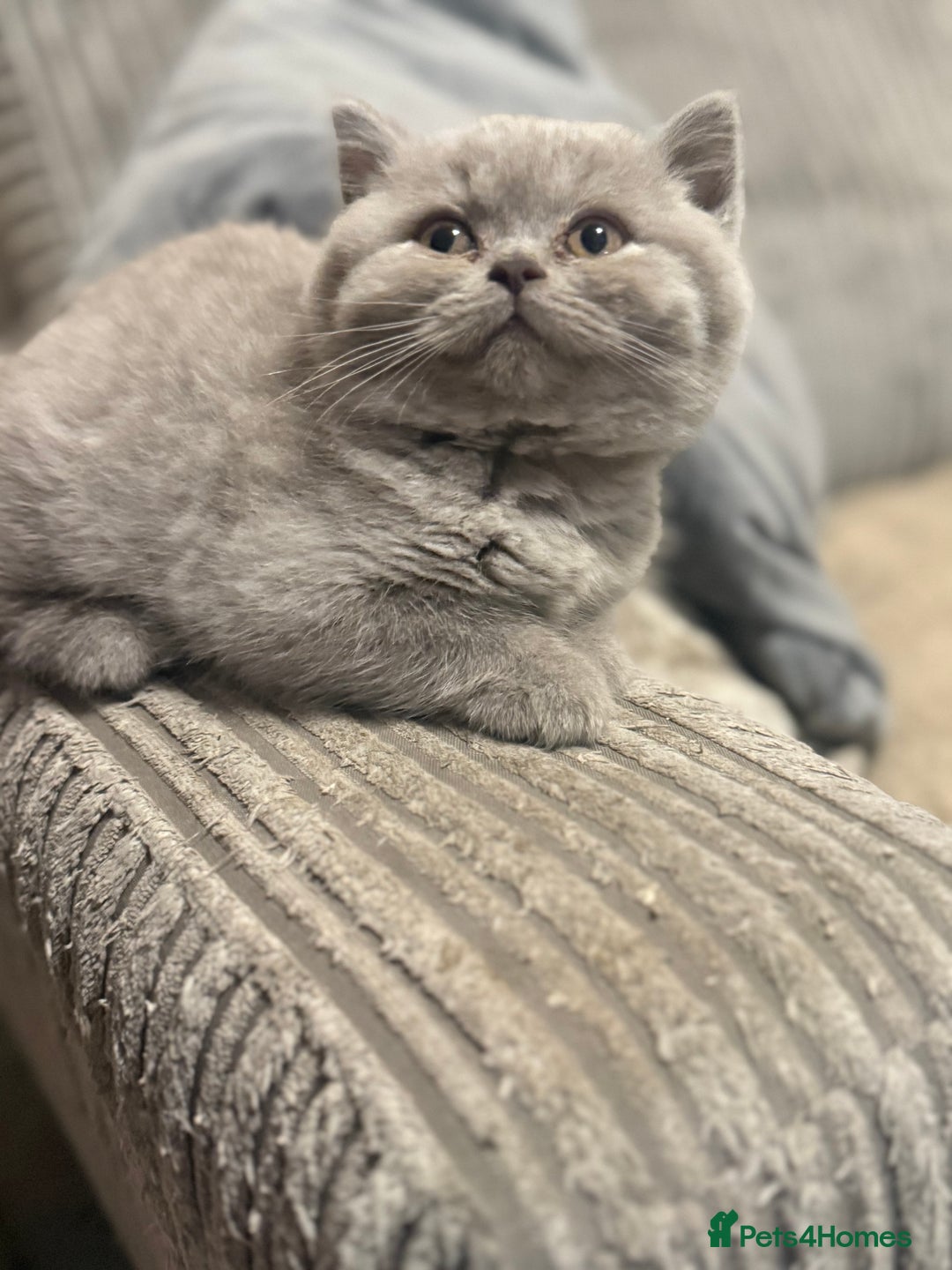 British Shorthair cats for sale: Beautiful British shorthair champion bloodlines - Image 18