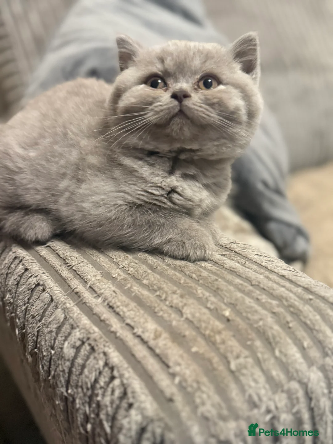 British Shorthair cats for sale: Ready to leave *** black female bsh *** - Advert 22