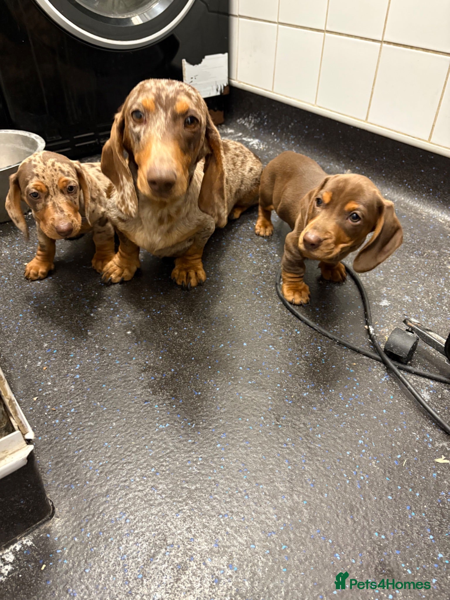 Dachshund dogs Beautiful dachshund puppies for sale boys  - Advert 1