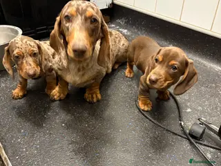 Dachshund dogs Beautiful miniature dachshund puppies for sale - Advert 1
