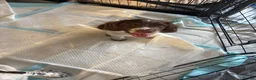 English Springer Spaniel dogs for sale: 1 working English springer spaniels - Advert 17