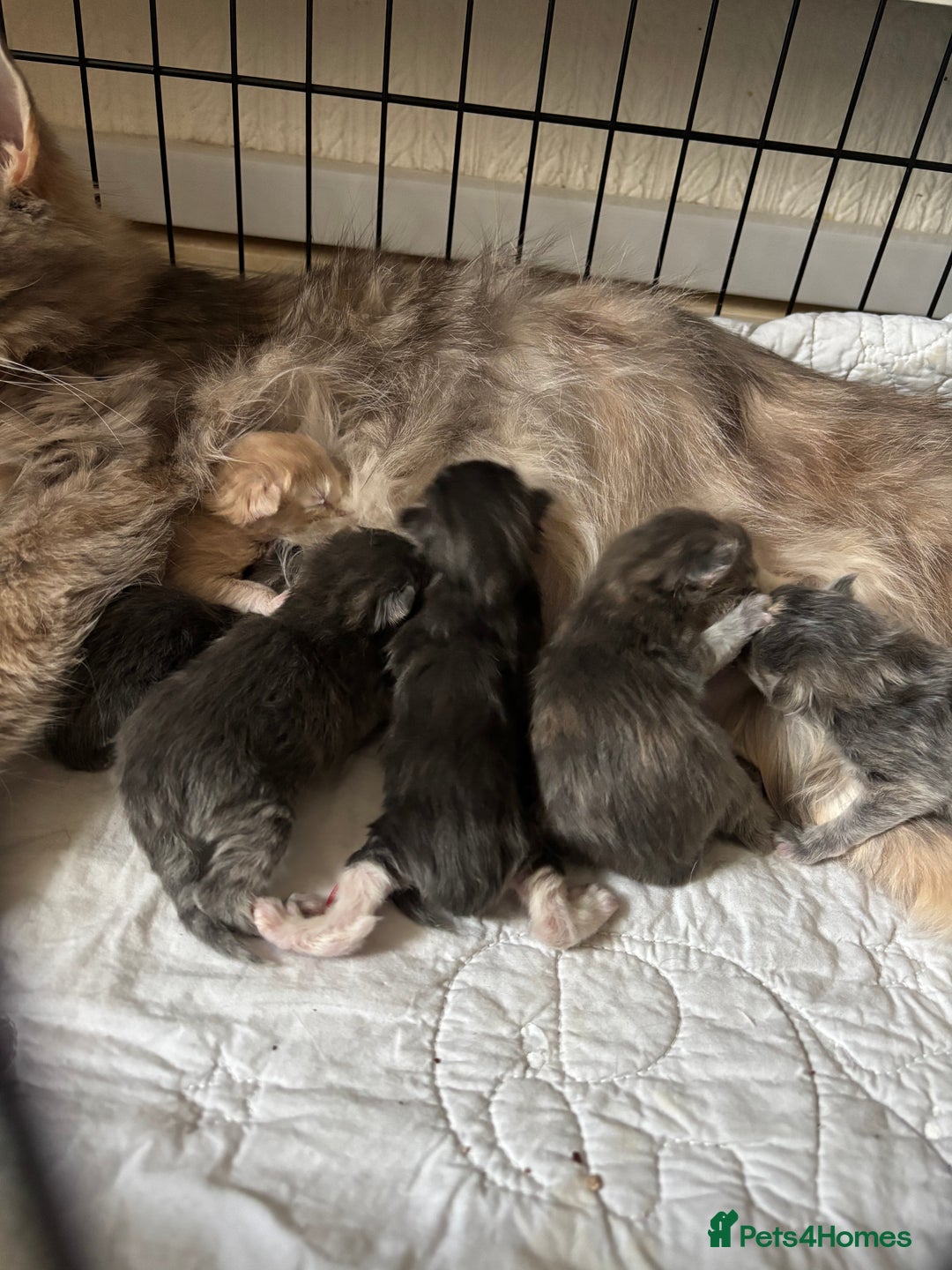Maine Coon cats for sale: 5 Maine coon babies  - Advert 30